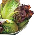 Romaine Red Lettuce Seeds For Planting | Best Kitchen Garden Gift | Comes in Loose Pack (10+ Seeds) | Fresh & New Seeds. 