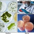 10 PCS Borosilicate Petri Dishes With Lid And 10 Pcs Transfer Pippet, 80mm x 15mm Sterile Petri Dishes For Bioresearch Science Art Projects. 