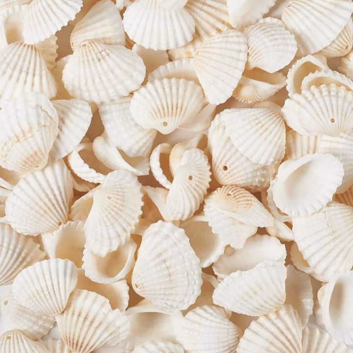 Shell 100pcs 100 Grams DIY 100 Grams Natural Sea Shell Approx.100pcs Clam Shell ...