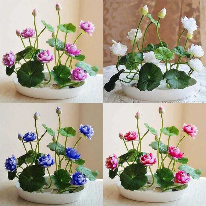Bonsai Lotus Flower Seeds to Decurate Home,Hotels room,Restaurant and Park  .(Contain 20 Seeds with 4 separate Colours). | Daraz.com.np