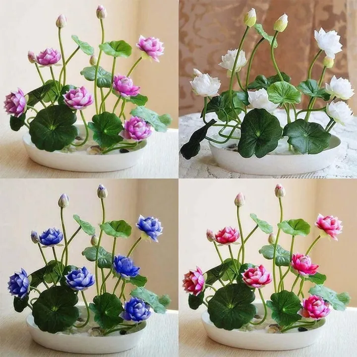 Bonsai%20Lotus%20Flower%20Seeds%20for%20Planting%2020+%20Plant%20Seeds%20(4%20Types)%20-%20Image%204