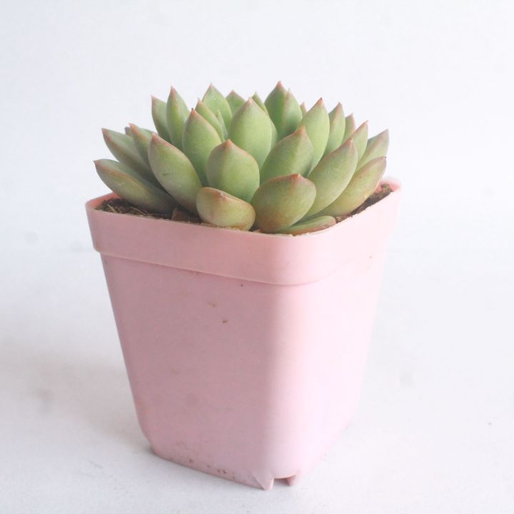 Cute Small Succulent Plant With Pot For Gifts And Table Top Decor