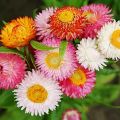 20+ Loose Packed Seed Of Mixed Strawflower Everlasting Paper Daisy Seeds Xerochrysum(Helichrysum) Bracteatum Flower, Excellent Quality Seed Can Grow All Over Nepal. 
