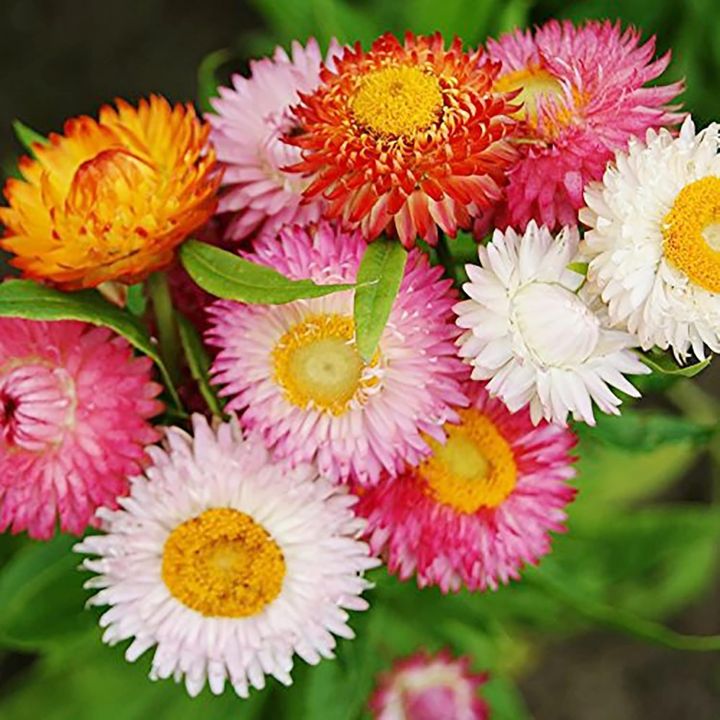 20+%20Loose%20Packed%20Seed%20Of%20Mixed%20Strawflower%20Everlasting%20Paper%20Daisy%20Seeds%20Xerochrysum(Helichrysum)%20Bracteatum%20Flower,%20Excellent%20Quality%20Seed%20Can%20Grow%20All%20Over%20Nepal%20-%20Image%207