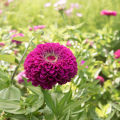 Ginni Zinnia Giant Purple (Hybrid) Summer Flower Seed With Mixed 20 Seeds For Garden And Balcony. 