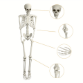 Halloween Skeleton Decoration, Posable Full Body Skeleton for Yard. 