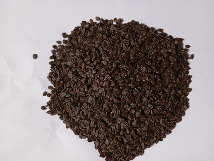 Ban%20Silam%20/%20Bansilam%20A%20grade%20100%25%20Original%20%7C%20Bansilam%20Orangic%20and%20Pure%20Best%20Quality%20-%20Image%203