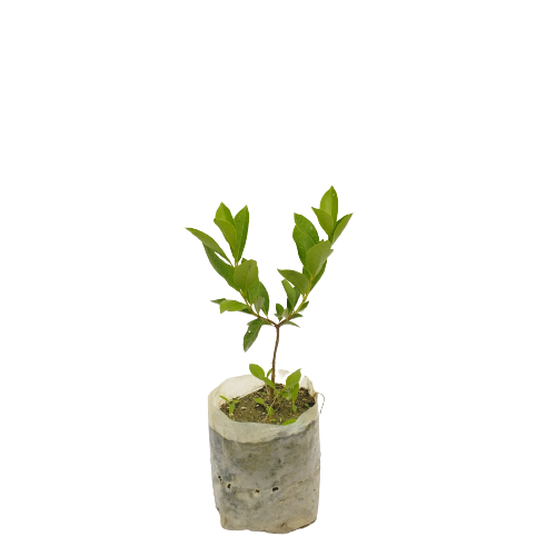 I%20Am%20The%20Gardener%20Strawberry%20Amba%20Fruit,%20Outdoor%20Plant,%20Green%20Plant%20-%20Image%203