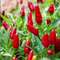 Chilli Hot Pepper Red 10 Seeds Pickle Chilli Seeds. 