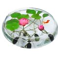Bonsai Mini Indore Lotus Flower Seeds for Planting - 10+ Mixed Color Varieties. 
