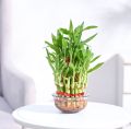 Lucky Bamboo Bunch – Original Plant for indoor – Imported plant. 