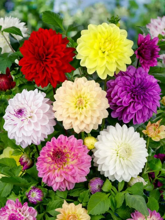 Gardening%20Dahlia%20Mixed%20Colours%20Flower%20Seed%20(One%20Packet%20Omaxe)%20-%20Image%202
