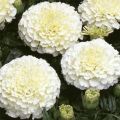 Flower Seeds - White Marigold Seeds - Hybrid Baramase 10 Plus Seeds. 