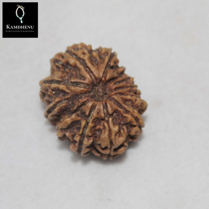 11-Face Rudraksha (NEPALI)