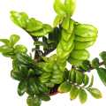 Zz Plant Indoor Plant | For Home Décor | Decorative Plant. 
