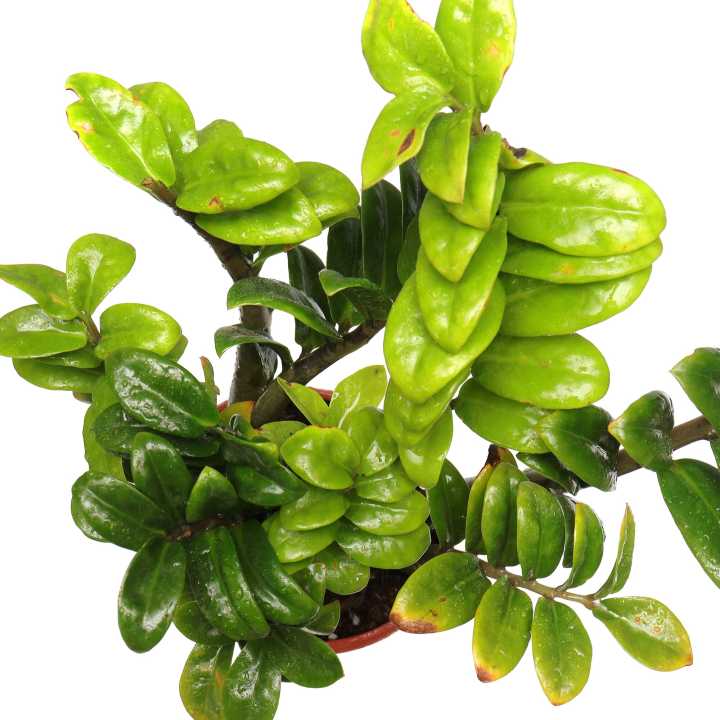 Zz%20Plant%20Indoor%20Plant%20%7C%20For%20Home%20D%C3%A9cor%20%7C%20Decorative%20Plant%20-%20Image%202