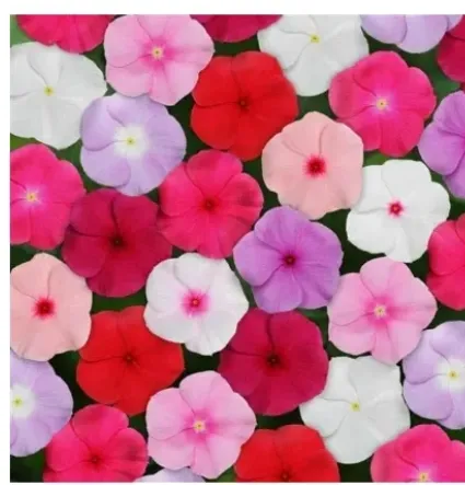 99%20Mall%20Offer%201%20Packet%20of%20Vinca%20Seeds%20%E2%80%93%20Catharanthus%20Roseus%20%E2%80%98Pacifica%20Lipstick%20Mix%20XP%E2%80%99%20%7C%20Includes%2050+%20Premium%20Seeds%20of%20Vibrant%20Vinca%20Pacifica%20Mix%20By%2099%20Stores%20-%20Image%202