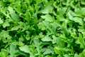 20+ Seeds Rocket Rucola Arugula Cultivated Imported Exotic Seeds Kitchen Garden. 