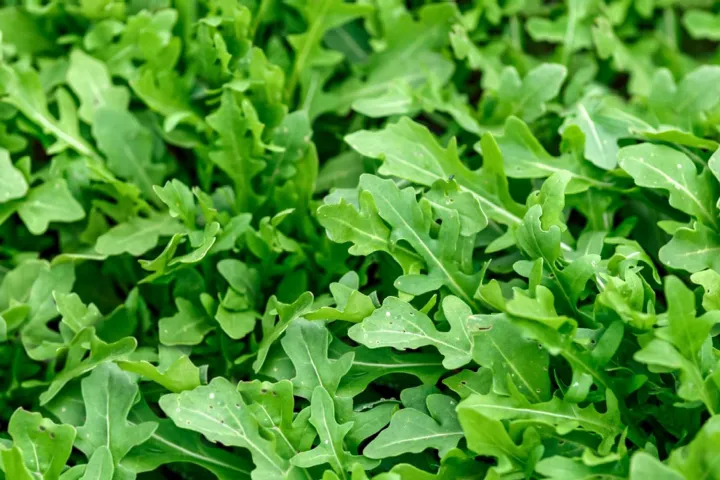 20+%20Seeds%20Rocket%20Rucola%20Arugula%20Cultivated%20Imported%20Exotic%20Seeds%20Kitchen%20Garden%20-%20Image%203