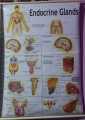 Human Endocrine System Chart Diagram For Educational Purposes - 1 piece. 