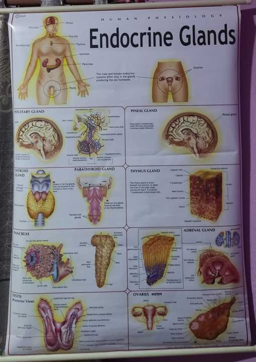 Human%20Endocrine%20System%20Chart%20Diagram%20For%20Educational%20Purposes%20-%201%20piece%20-%20Image%202