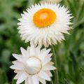 20+ Loose Packed Seed Of Mixed Strawflower Everlasting Paper Daisy Seeds Xerochrysum(Helichrysum) Bracteatum Flower, Excellent Quality Seed Can Grow All Over Nepal. 