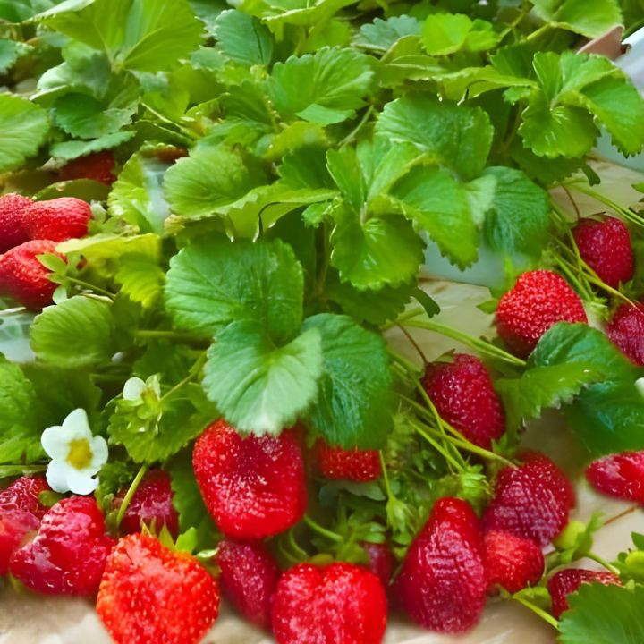 GreenCaart%20Sweet%20Red%20Giant%20Strawberry%20Big%20Size%20Thai%20Variety%20Healthy%20Live%20Plant%2020+%20Seed%20-%20Image%203