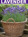 Lavender Plant Seeds , 30 Plus Seeds In Pack.. 