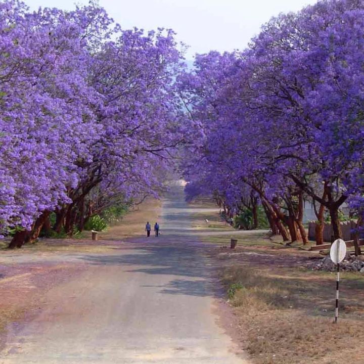 Birendra%20Ful%20Jacaranda%20Seeds%20(Jacaranda%20mimosifolia)%20Packet%20of%2010%20Seeds%20-%20Image%205