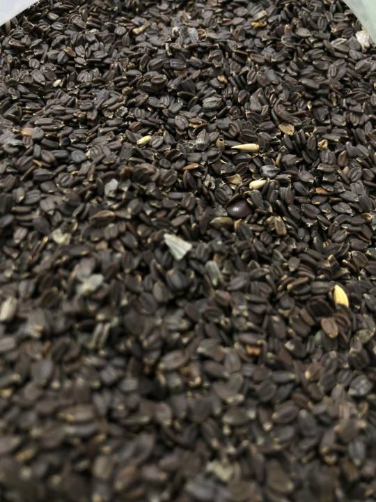 Ban Silam – Himalayan Wild Basil & Mint | Fresh, Natural & Healthy ...