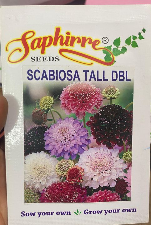 25 FIRE KING SCABIOSA PINCUSHION FLOWER SEEDS PERENNIAL UK