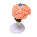 4D Assembled Human Anatomical Model Brain Model, Brain Structure Model, Student Teaching and Explanation Model. 