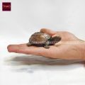 Copper Small Sized Tortoise. 