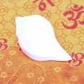 White Color Small Shankha. 