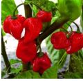 20 x Habanero Caribbean Red Chilli Pepper - Vegetable / Fruit Seeds Loose Pack. 