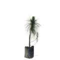 Salla Tree, Pine Tree, Green Plant, Outdoor Plant. 