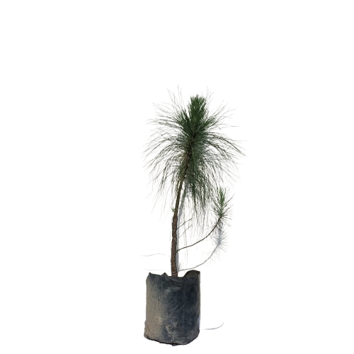 Salla Tree, Pine Tree, Green Plant, Outdoor Plant