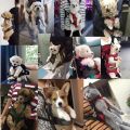 Outdoor Portable for Hiking Travel Hands-Free Comfortable Foldable Puppy Carring Bags Dog Carrier Backpack Pet Double Shoulder Bag Cat Travel Bag. 