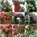 5+ Loose Packed Excellent Quality Climbing Fragrant Rose Flower Seed For Nepal (Can Grow All Over Nepal). 