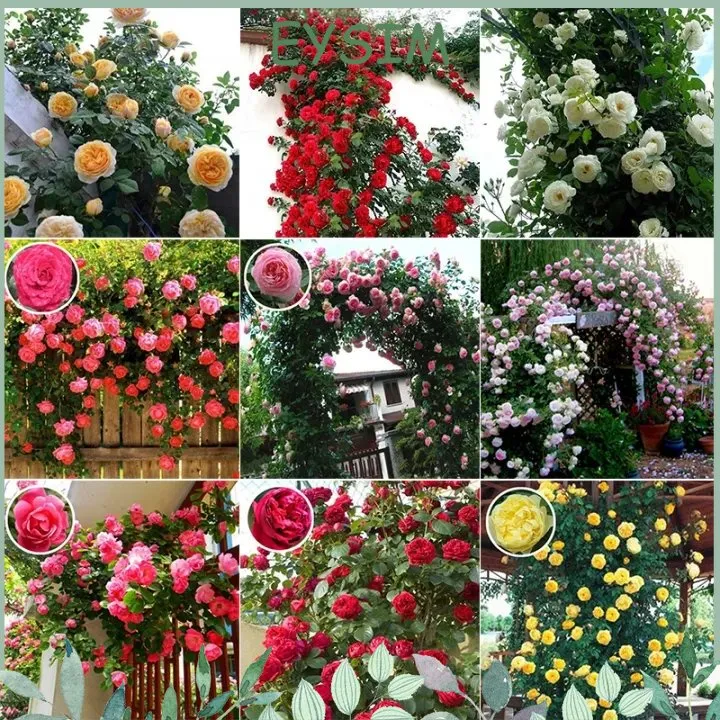5+%20Loose%20Packed%20Excellent%20Quality%20Climbing%20Fragrant%20Rose%20Flower%20Seed%20For%20Nepal%20(Can%20Grow%20All%20Over%20Nepal)%20-%20Image%208