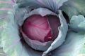1 packet Hybrid Red Cabbage Seeds – High Germination, Crisp & Nutrient-Rich. 