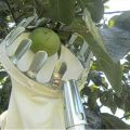 Fruit Picker Head Basket Or Fruit Picking Tools, Fruits Catcher For Harvest Picking Apple Citrus Pear Peach. 