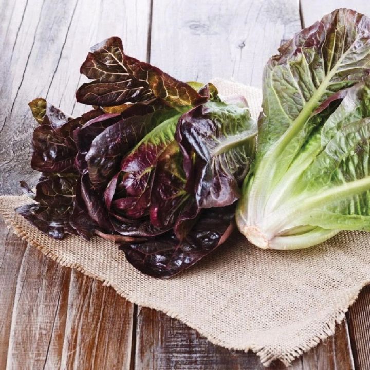 Romaine Red Lettuce Seeds For Planting | Best Kitchen Garden Gift | Comes in Loose Pack (10+ Seeds) | Fresh & New Seeds
