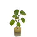 i am the gardener Kiwi Fruit, Outdoor Plant, Green Plant. 