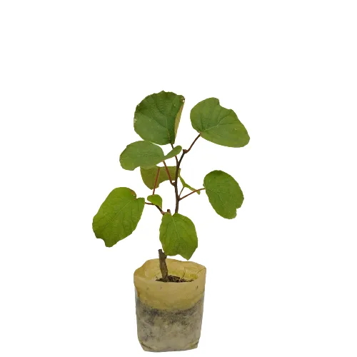 i%20am%20the%20gardener%20Kiwi%20Fruit,%20Outdoor%20Plant,%20Green%20Plant%20-%20Image%203