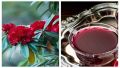 Rhododendron Tea – 100% Natural | Himalayan Herbal Detox Tea | Heart Health | Stress Relief. 