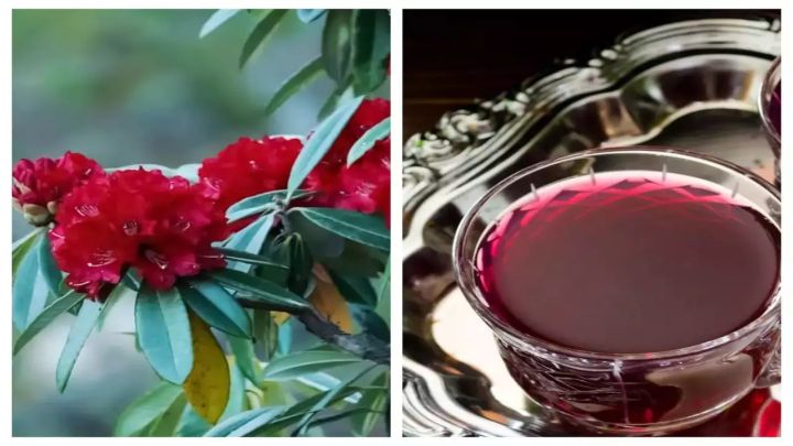 Rhododendron%20Tea%20%E2%80%93%20100%25%20Natural%20%7C%20Himalayan%20Herbal%20Detox%20Tea%20%7C%20Heart%20Health%20%7C%20Stress%20Relief%20-%20Image%203