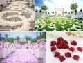 99 Stores Offer -100 PCS Silk Rose Petals – Romantic Flower Petals for Wedding, Valentine’s Day & Special Occasions - Amazing Colors For Amazing Occasions By 99 Stores. 