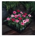 99 Mall Offer 1 Packet of Vinca Seeds – Catharanthus Roseus ‘Pacifica Lipstick Mix XP’ | Includes 50+ Premium Seeds of Vibrant Vinca Pacifica Mix By 99 Stores. 