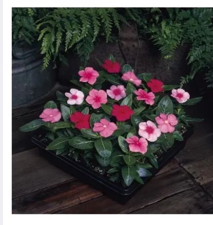 99%20Mall%20Offer%201%20Packet%20of%20Vinca%20Seeds%20%E2%80%93%20Catharanthus%20Roseus%20%E2%80%98Pacifica%20Lipstick%20Mix%20XP%E2%80%99%20%7C%20Includes%2050+%20Premium%20Seeds%20of%20Vibrant%20Vinca%20Pacifica%20Mix%20By%2099%20Stores%20-%20Image%203